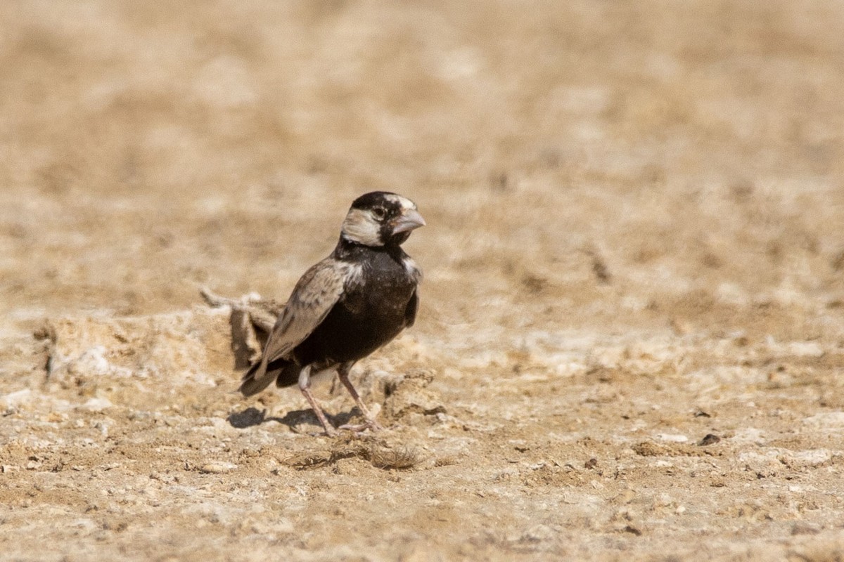 Black-crowned Sparrow-Lark - ML178133711