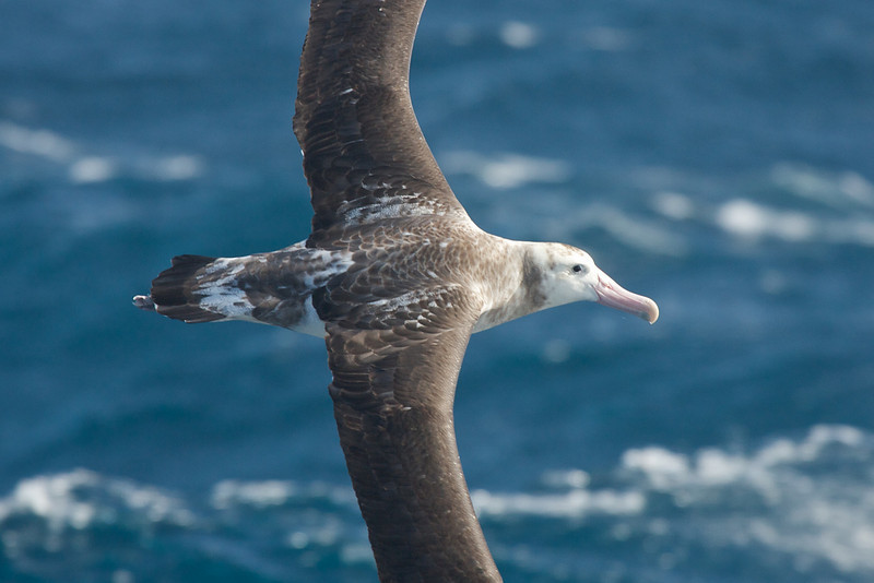 Albatros de Tristán de Acuña - ML178138291