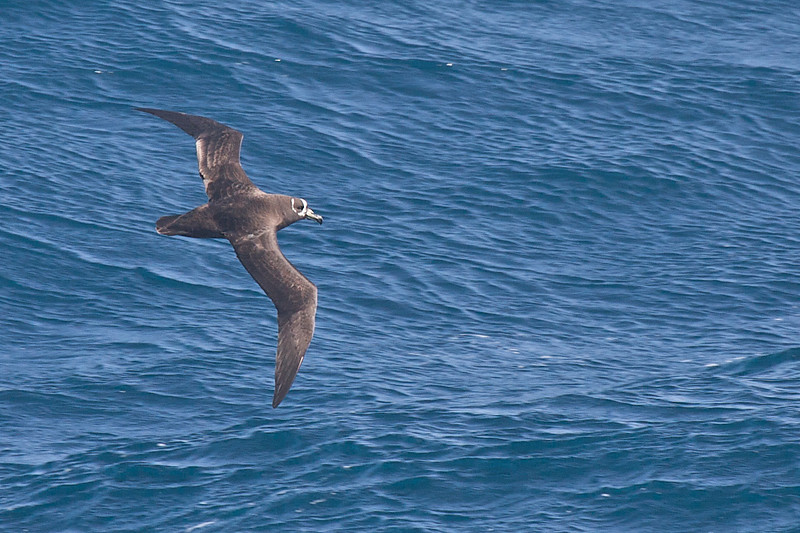 Spectacled Petrel - ML178138301