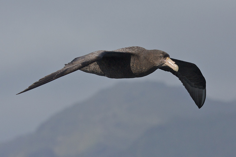 Southern Giant-Petrel - ML178138311