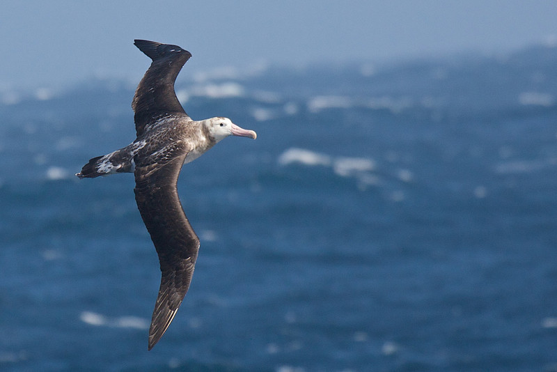 Albatros de Tristán de Acuña - ML178138321