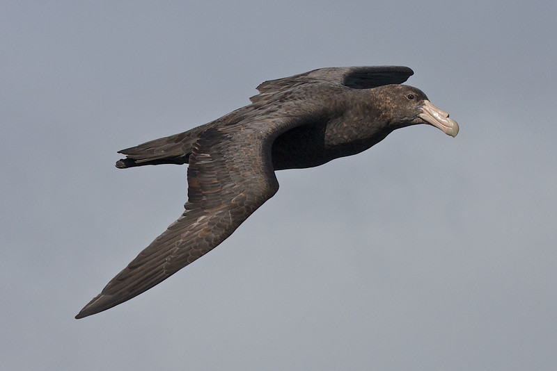 Southern Giant-Petrel - Robert Tizard