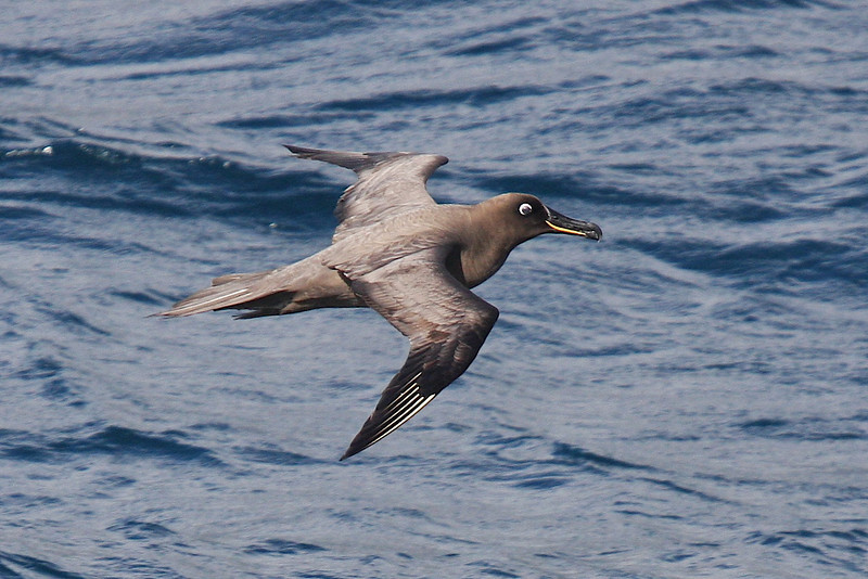 Sooty Albatross - ML178138351