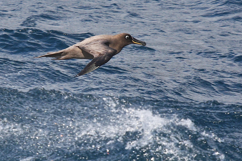 Sooty Albatross - ML178138361