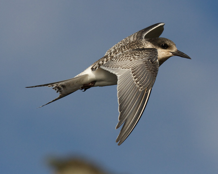 Antarctic Tern - ML178138371