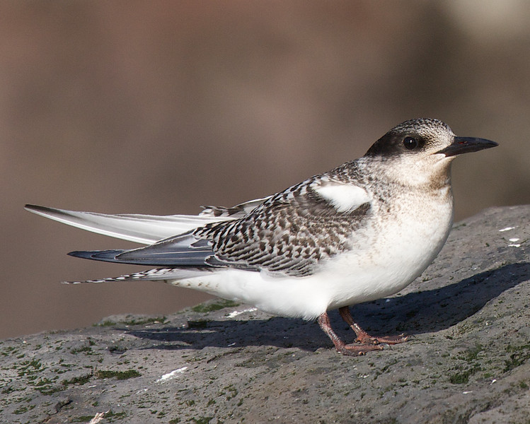 Antarctic Tern - Robert Tizard