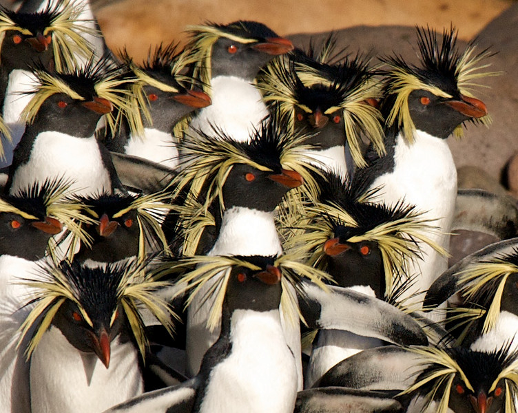 Pingüino Saltarrocas Septentrional - ML178138391