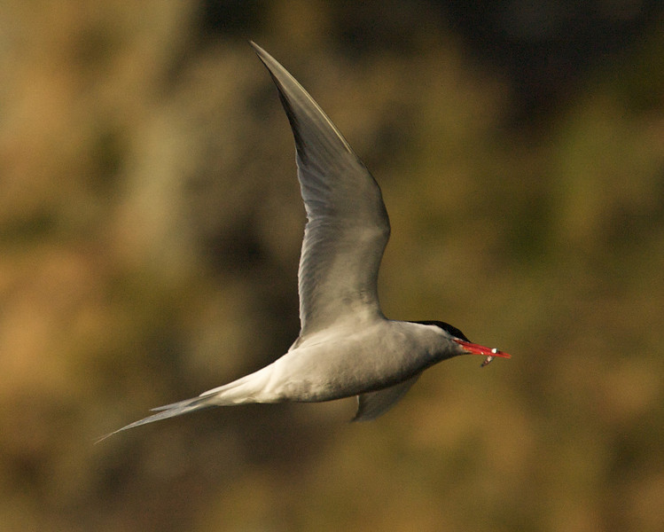 Antarctic Tern - Robert Tizard