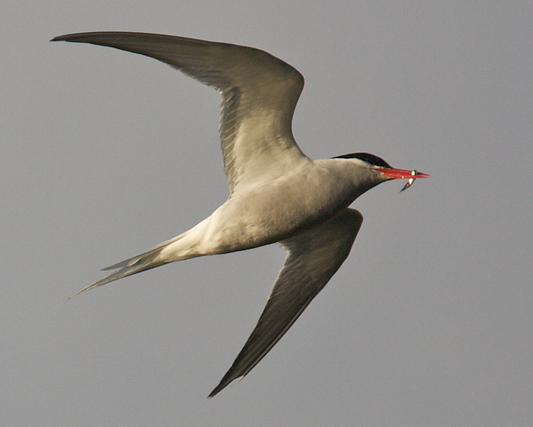 Antarctic Tern - ML178138411