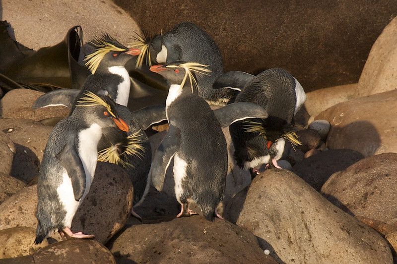 Pingüino Saltarrocas Septentrional - ML178138421