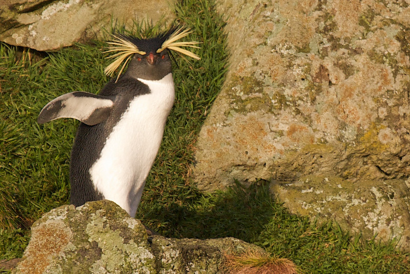 Pingüino Saltarrocas Septentrional - ML178138431