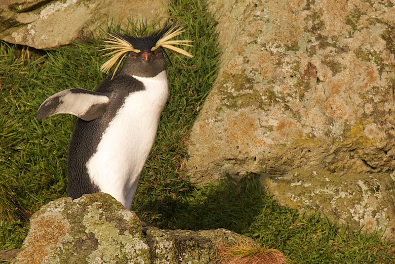 Moseley's Rockhopper Penguin - ML178138431