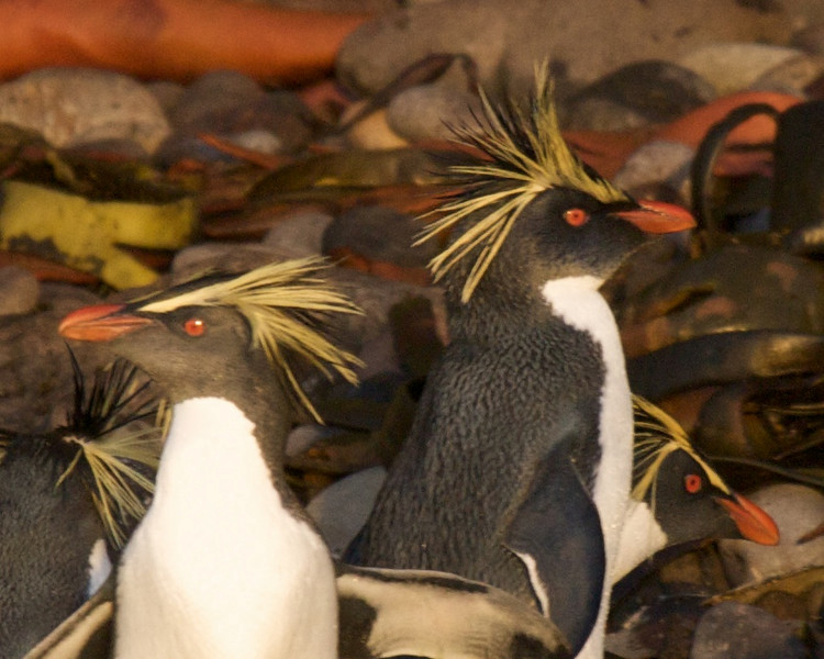 Pingüino Saltarrocas Septentrional - ML178138441