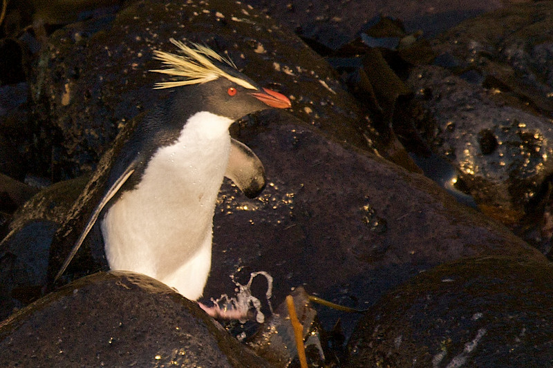 Pingüino Saltarrocas Septentrional - ML178138471