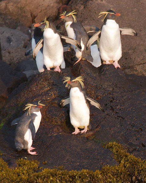 Pingüino Saltarrocas Septentrional - ML178138481