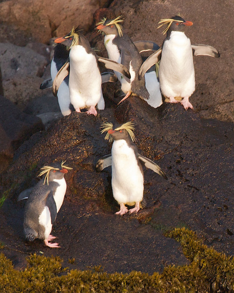 Moseley's Rockhopper Penguin - ML178138481