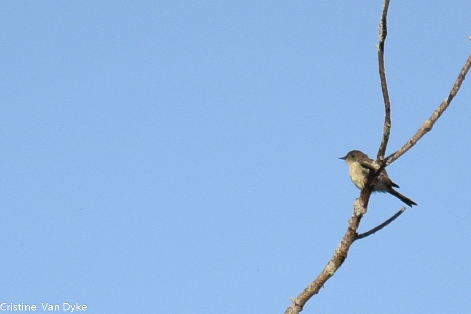 Eastern Phoebe - Cristine Van Dyke