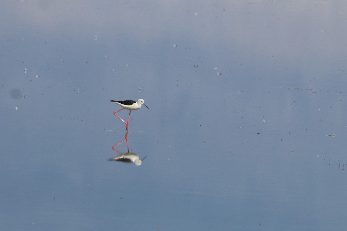 Black-winged Stilt - ML178139741