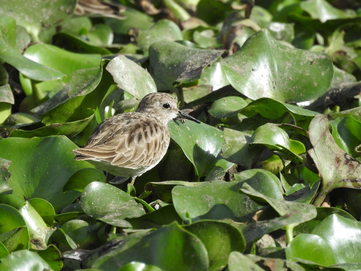 Least Sandpiper - Marcelo Quipo