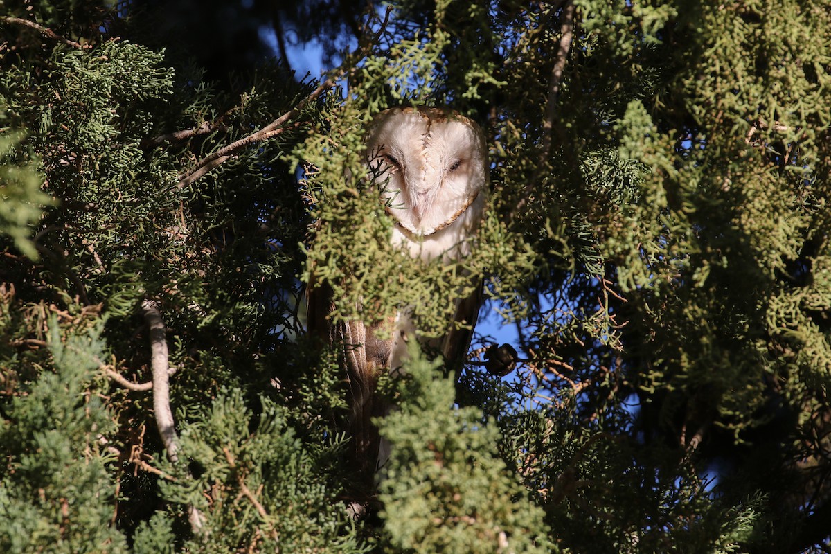 Barn Owl (American) - David Disher