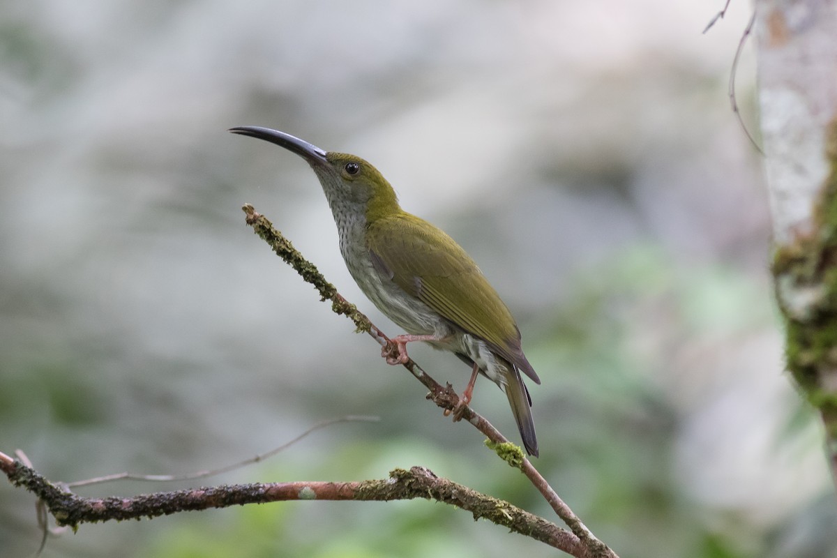 Bornean Spiderhunter - Sutanan Pinmaneenopparat