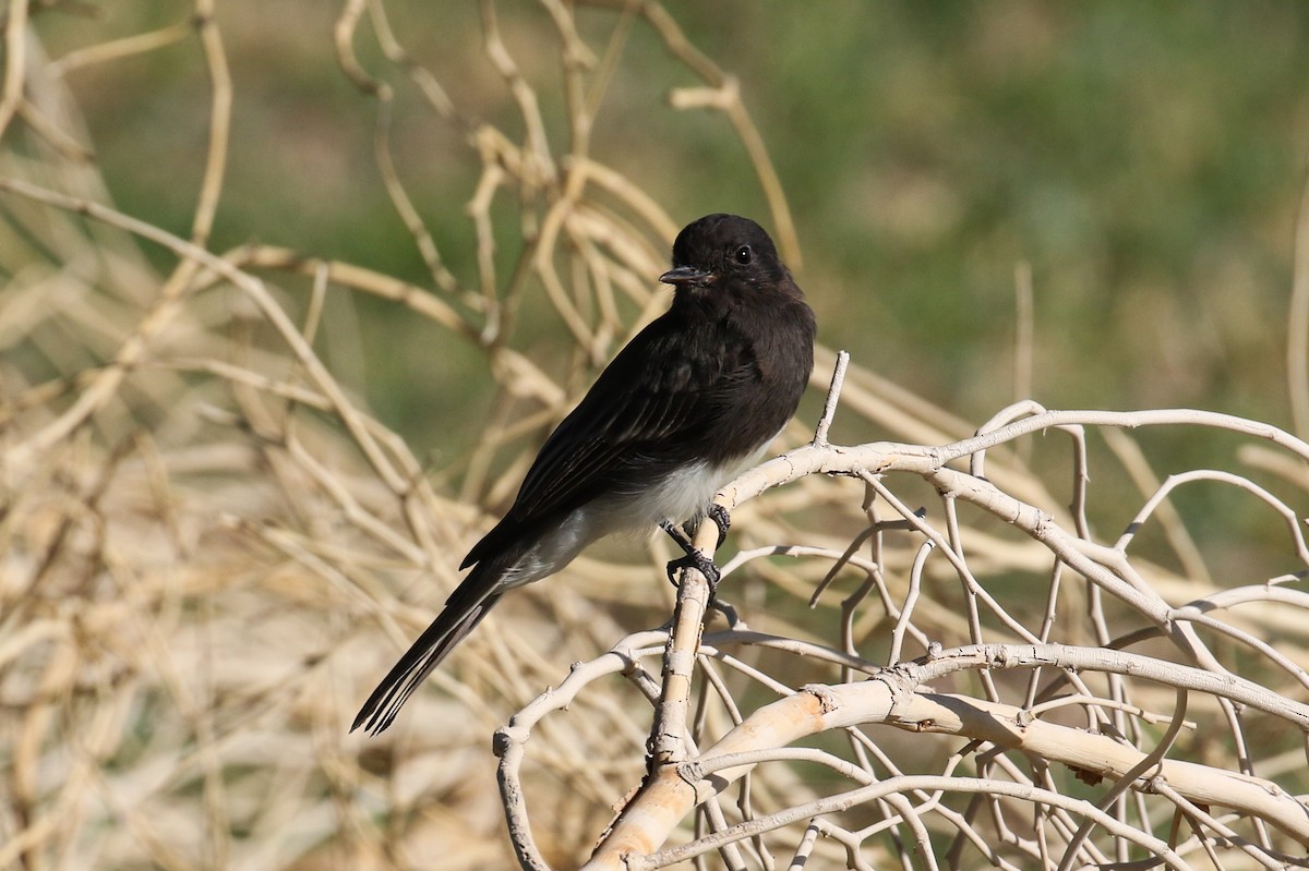 Black Phoebe - ML178141951