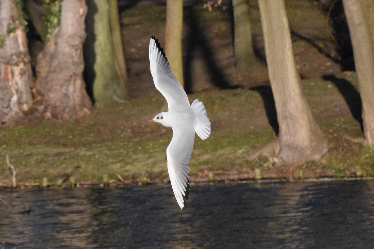 Black-headed Gull - ML178142441