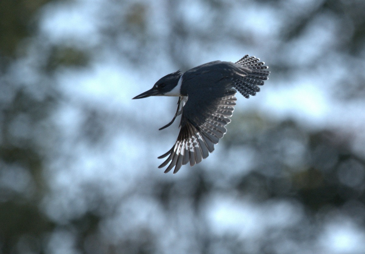 Gürtelfischer - ML178143601