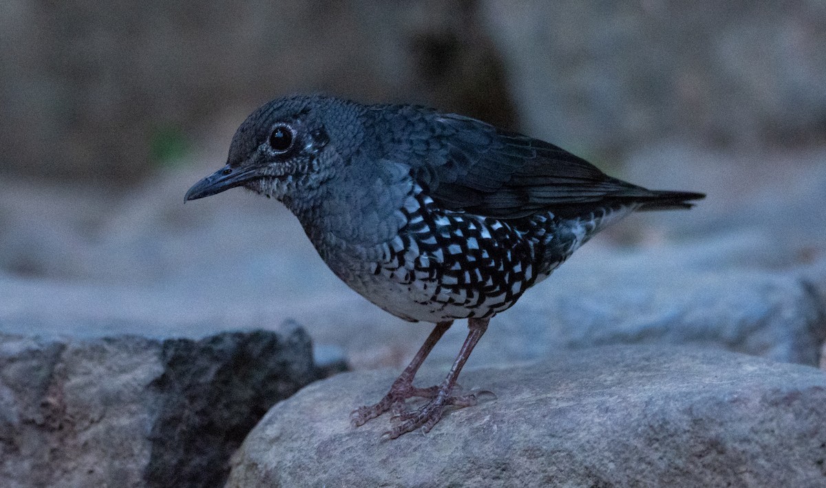 Sunda Thrush - Forest Botial-Jarvis