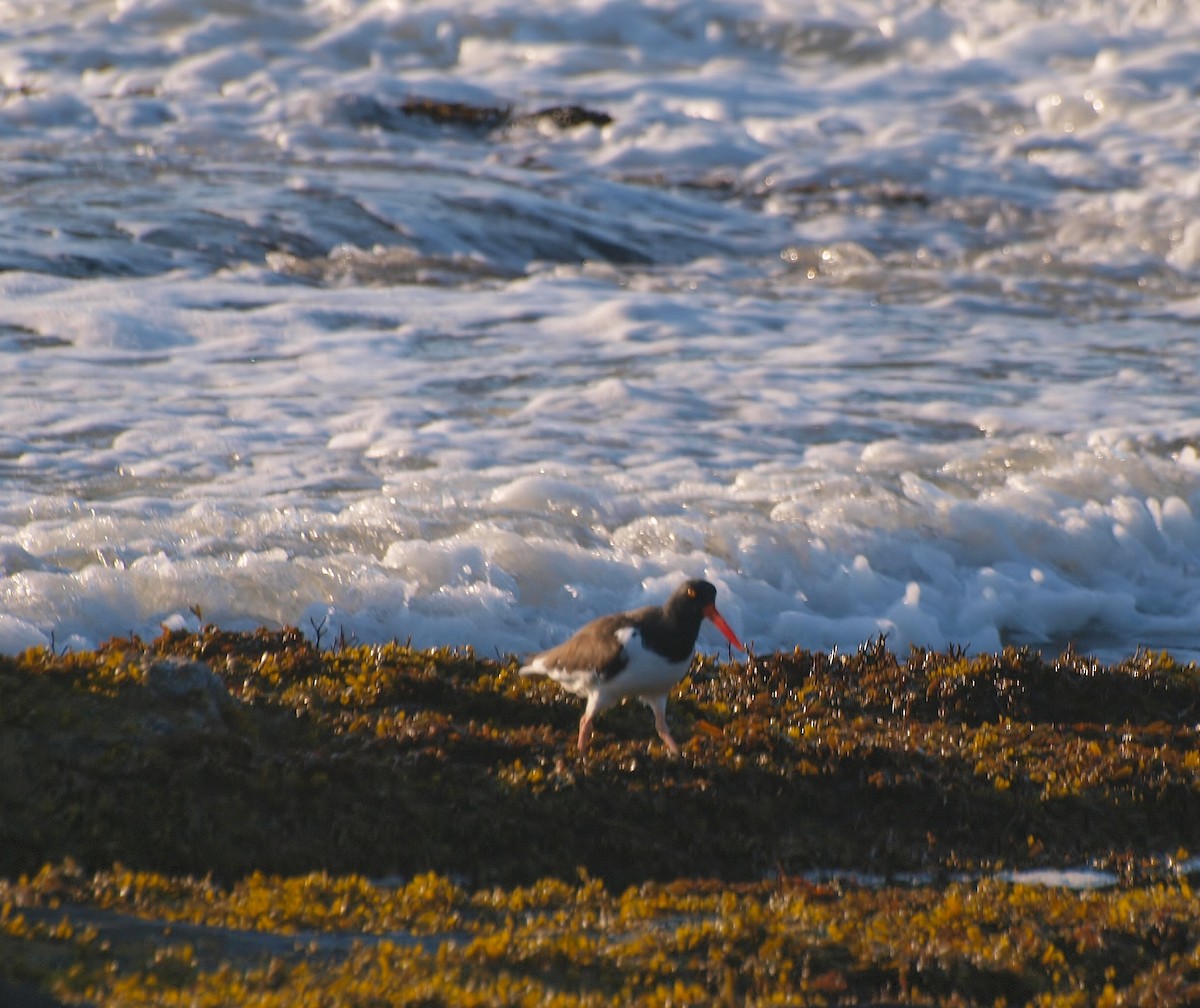 American Oystercatcher - Bill Bunn