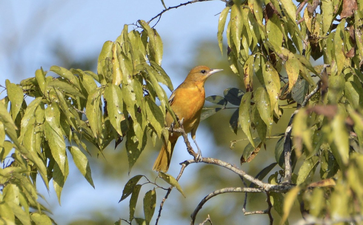 Baltimore Oriole - ML178145881