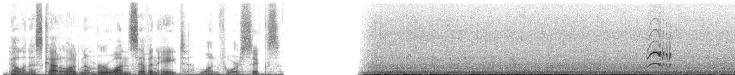 Kaya Sinekkapanı (bellicosa/pallidior) - ML178146