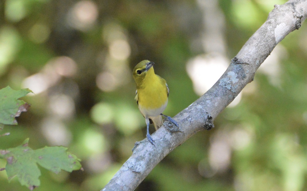 Viréo à gorge jaune - ML178146371