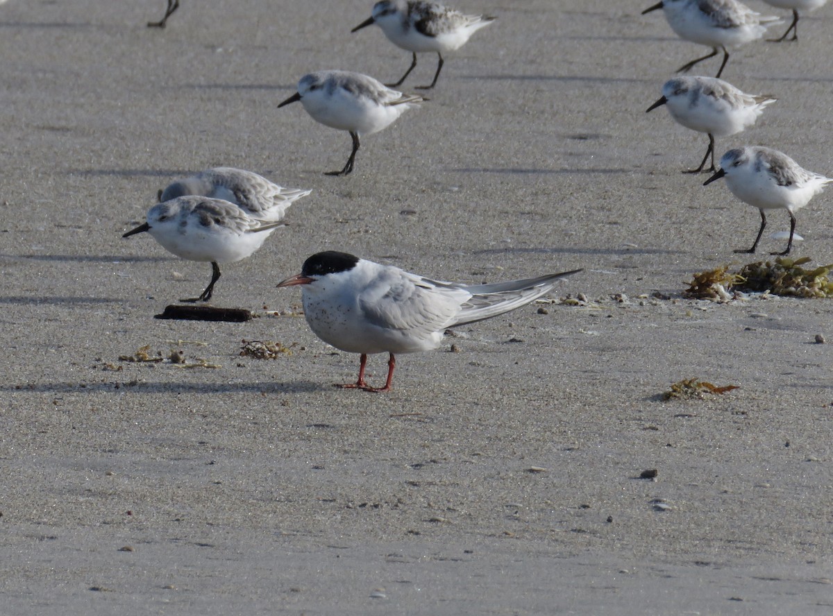 Common Tern - ML178146451