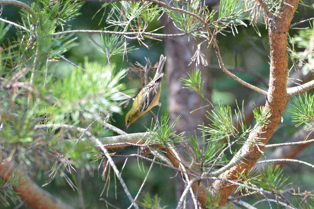 Bay-breasted Warbler - David Lusk