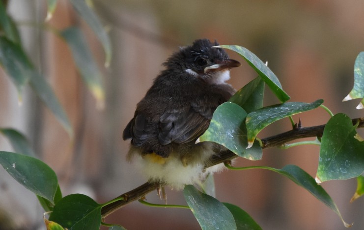 bulbul červenouchý - ML178149881