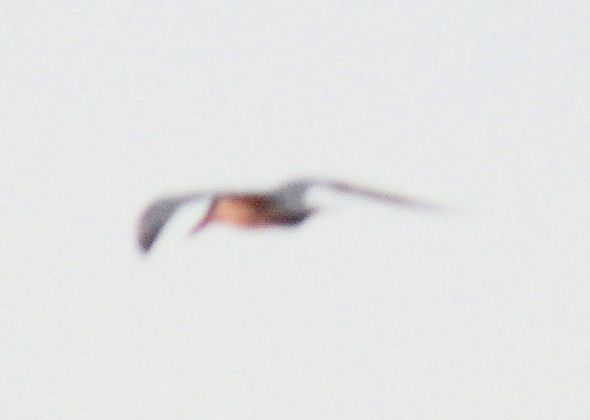 Royal Tern - ML178150221