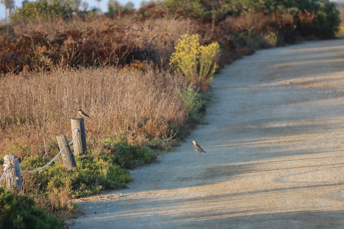 Western Meadowlark - ML178152631