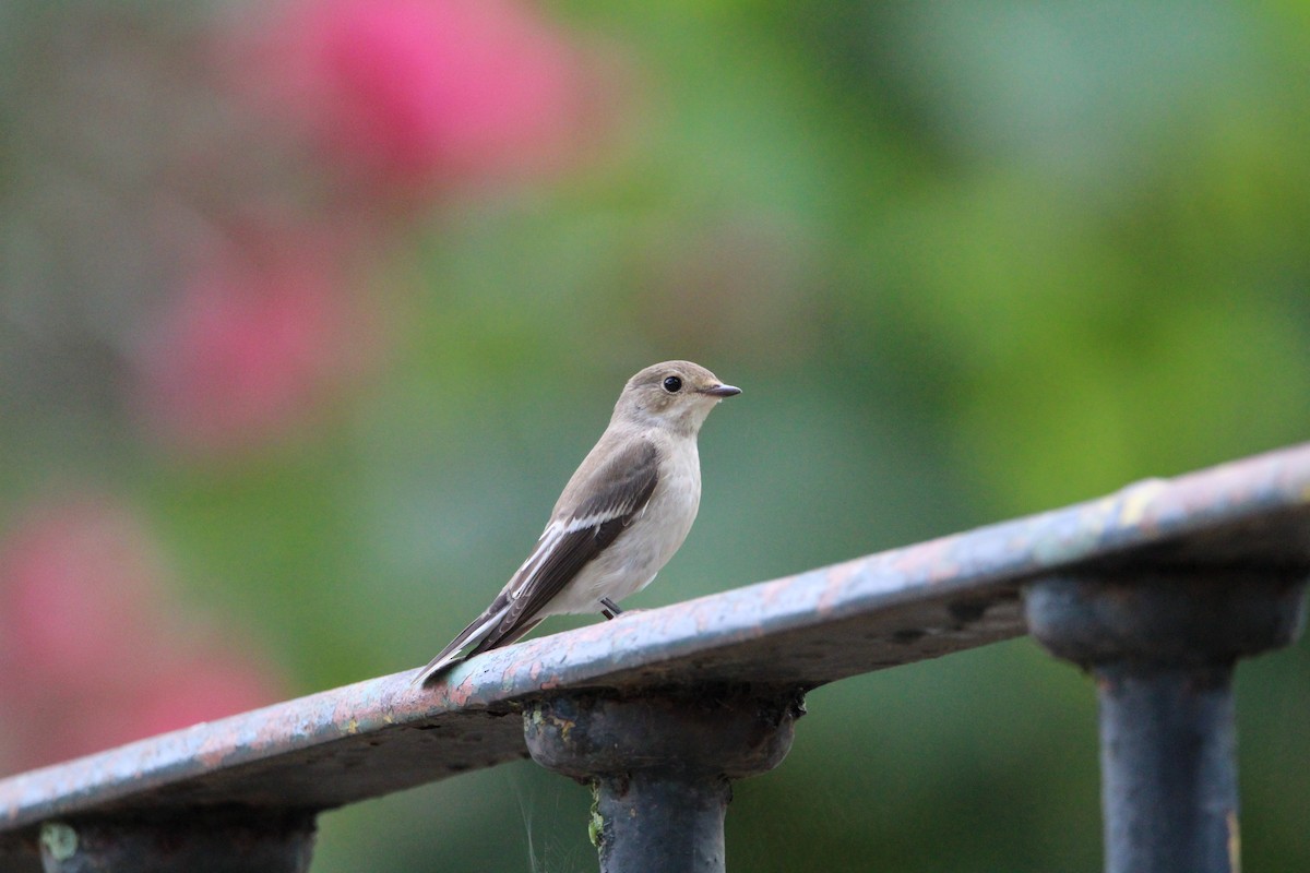 European Pied Flycatcher - ML178152741