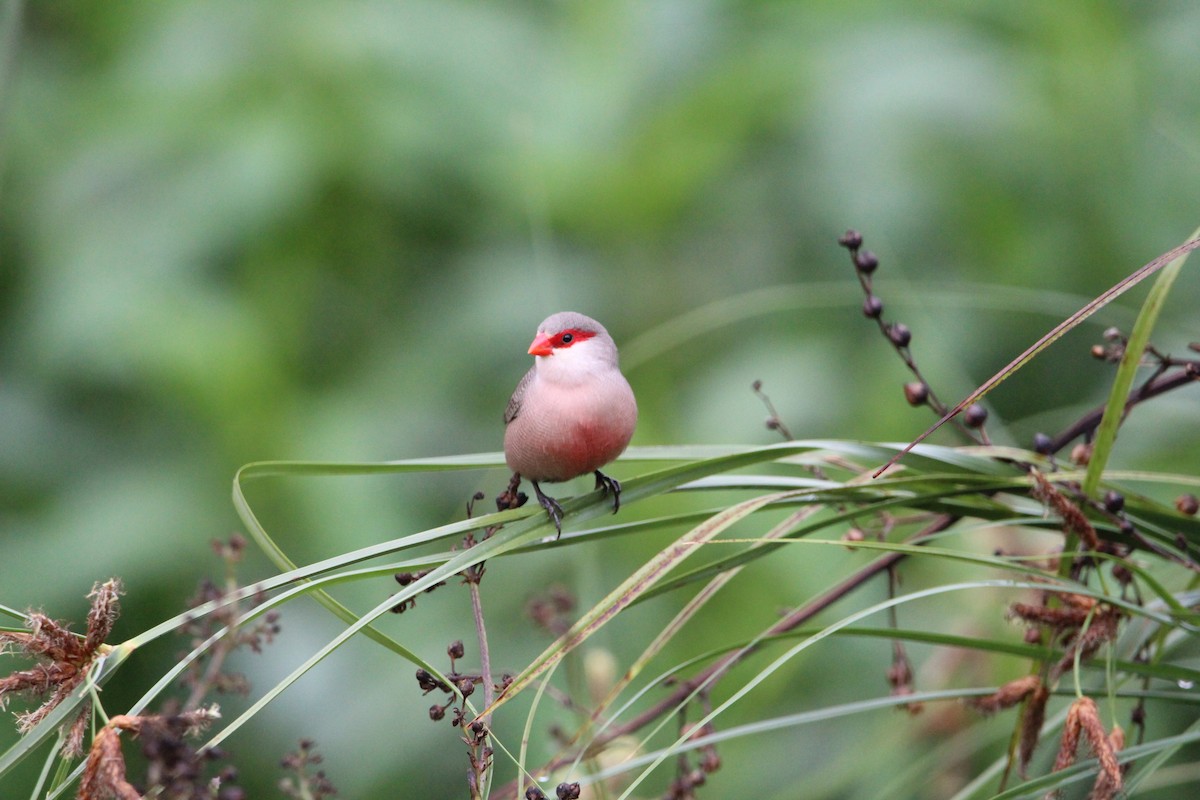 Common Waxbill - ML178152961