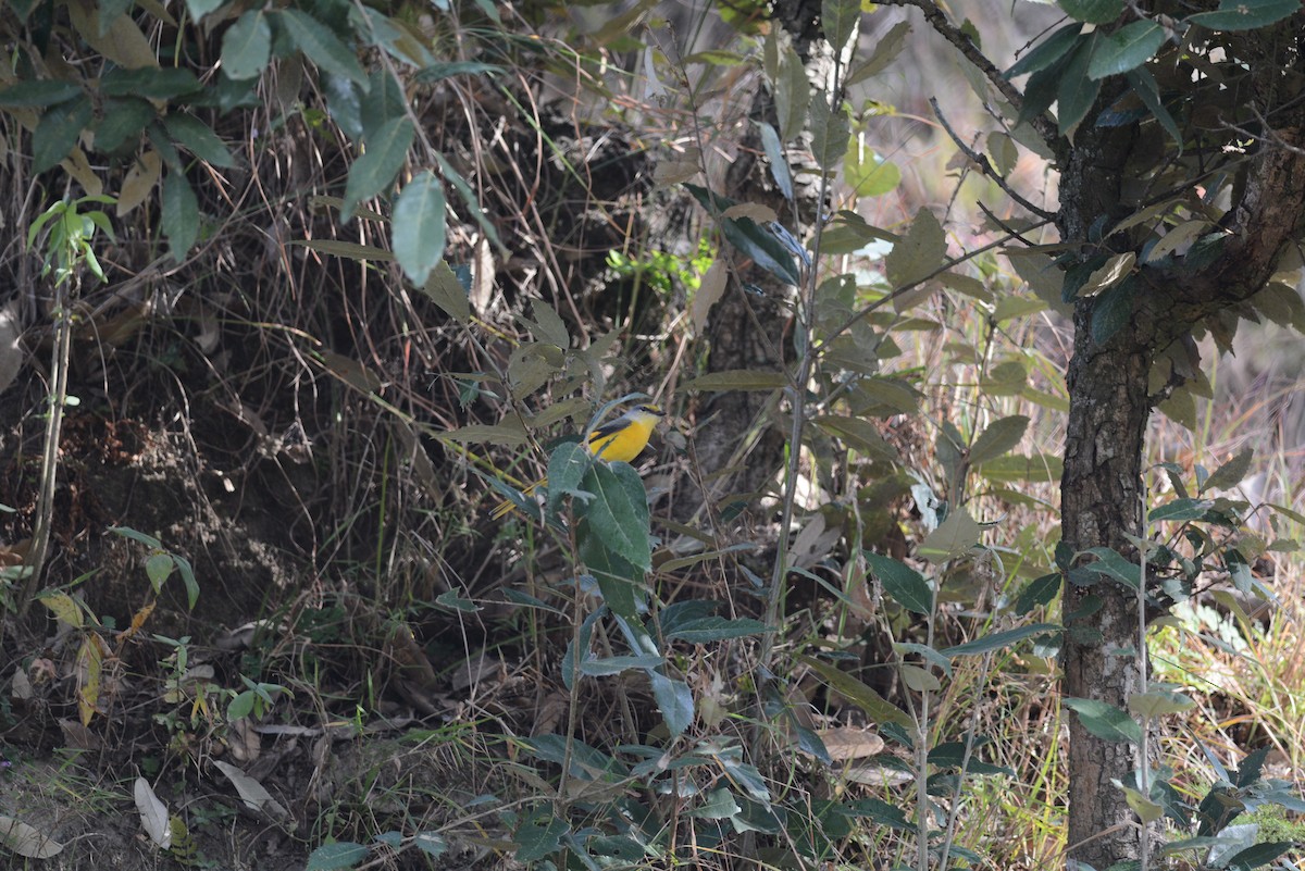 Minivet Colilargo - ML178154761