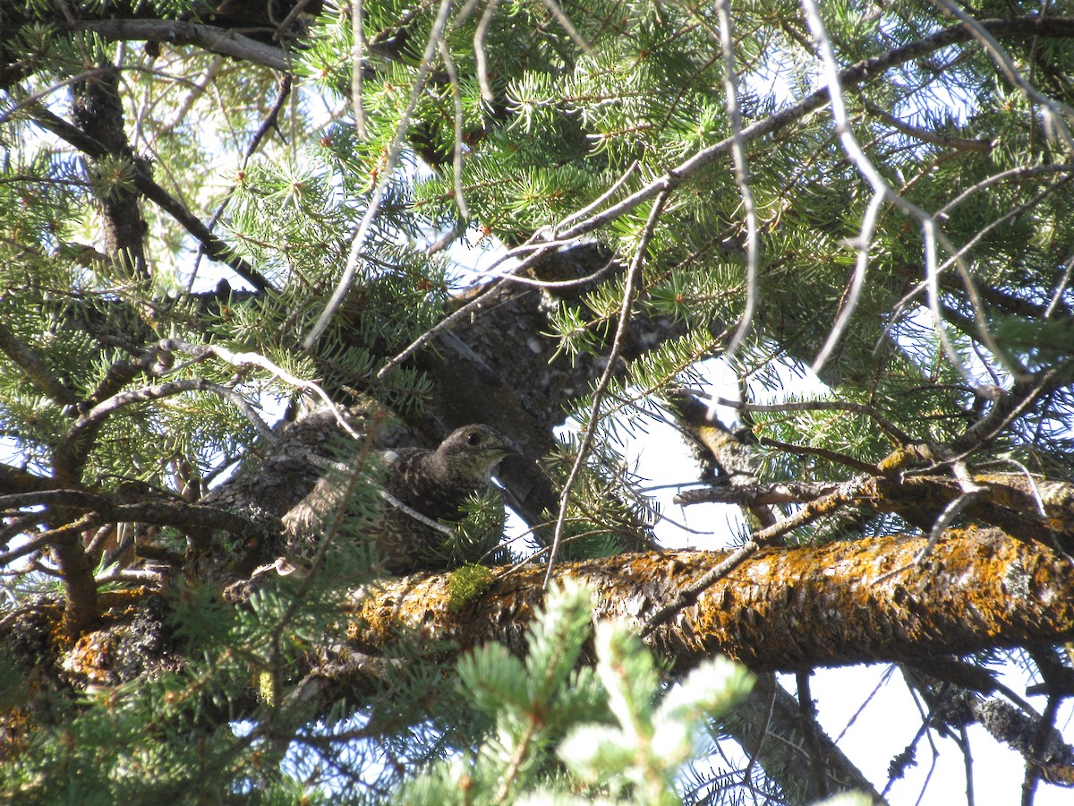 Dusky Grouse - ML178155971