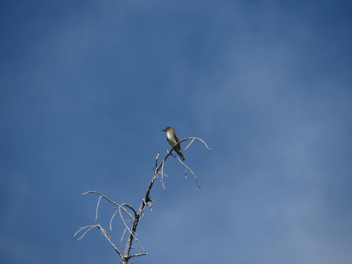 Olive-sided Flycatcher - ML178156141