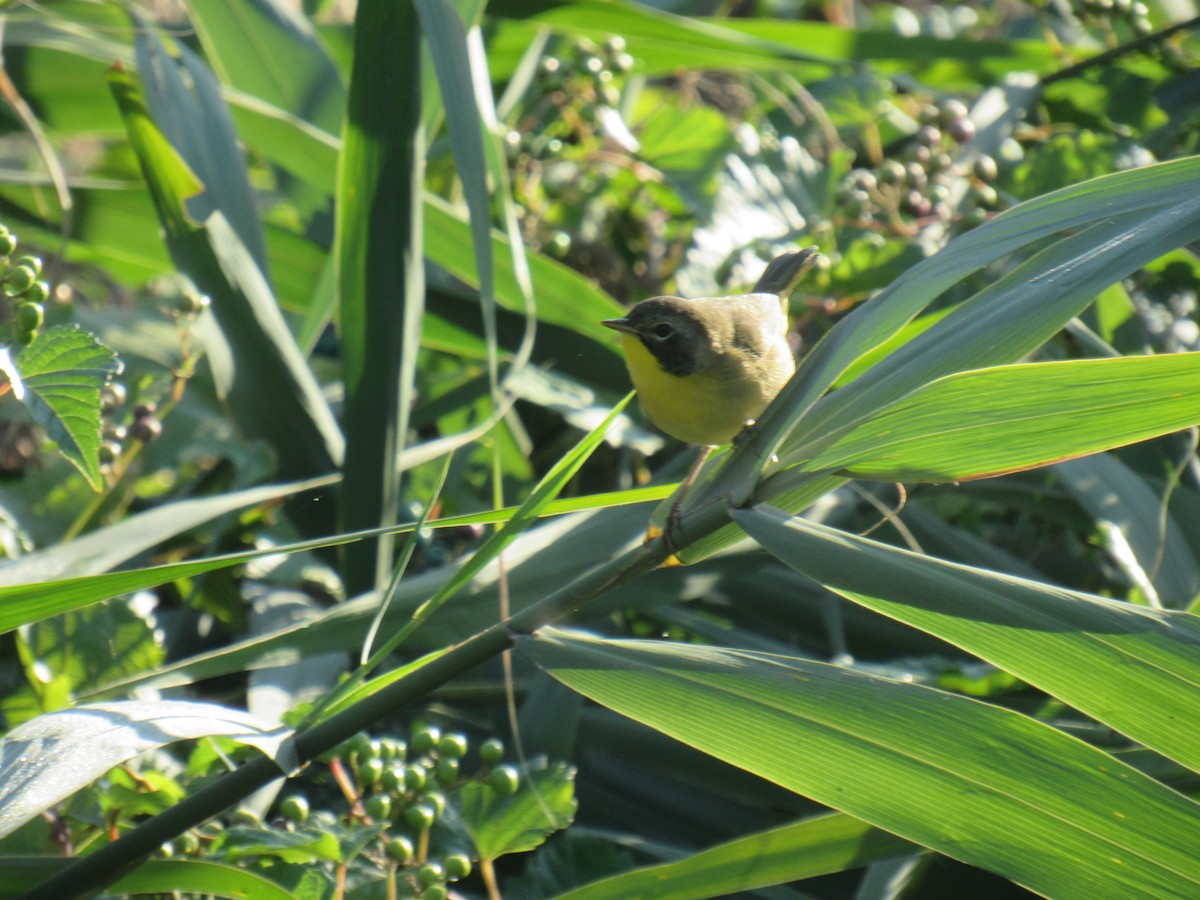 Common Yellowthroat - ML178157461