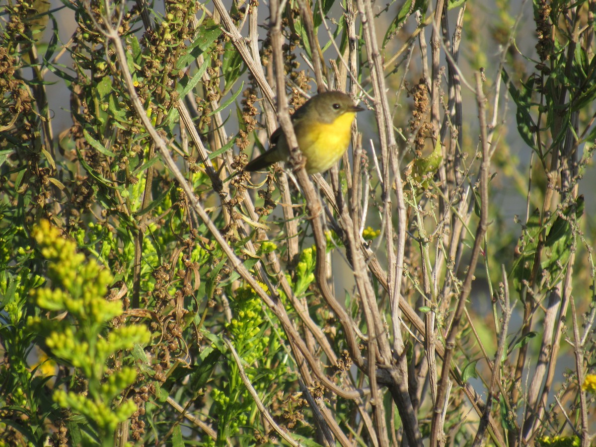 Common Yellowthroat - ML178157511