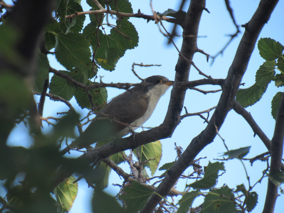 Yellow-billed Cuckoo - ML178159501