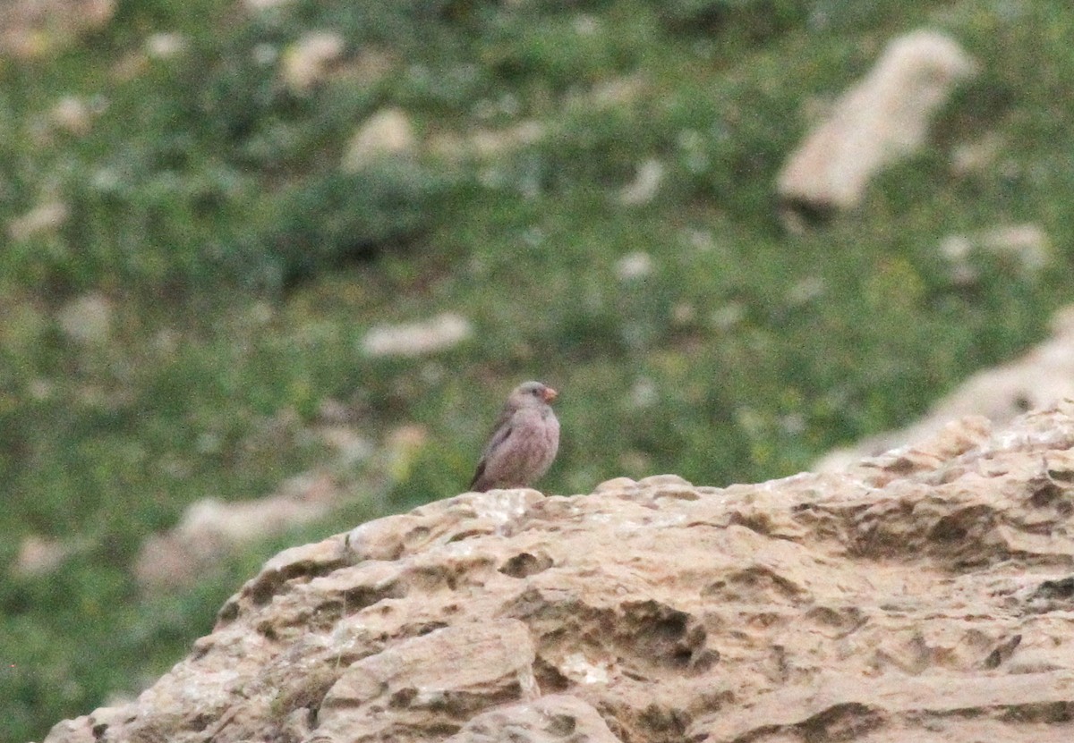 hýl trubač - ML178159631