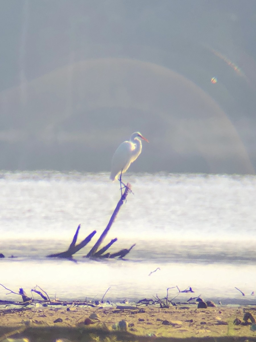 Great Egret - Jin Bai