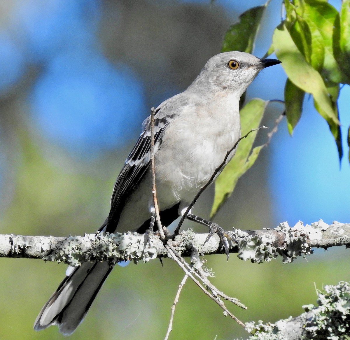 Northern Mockingbird - Van Remsen