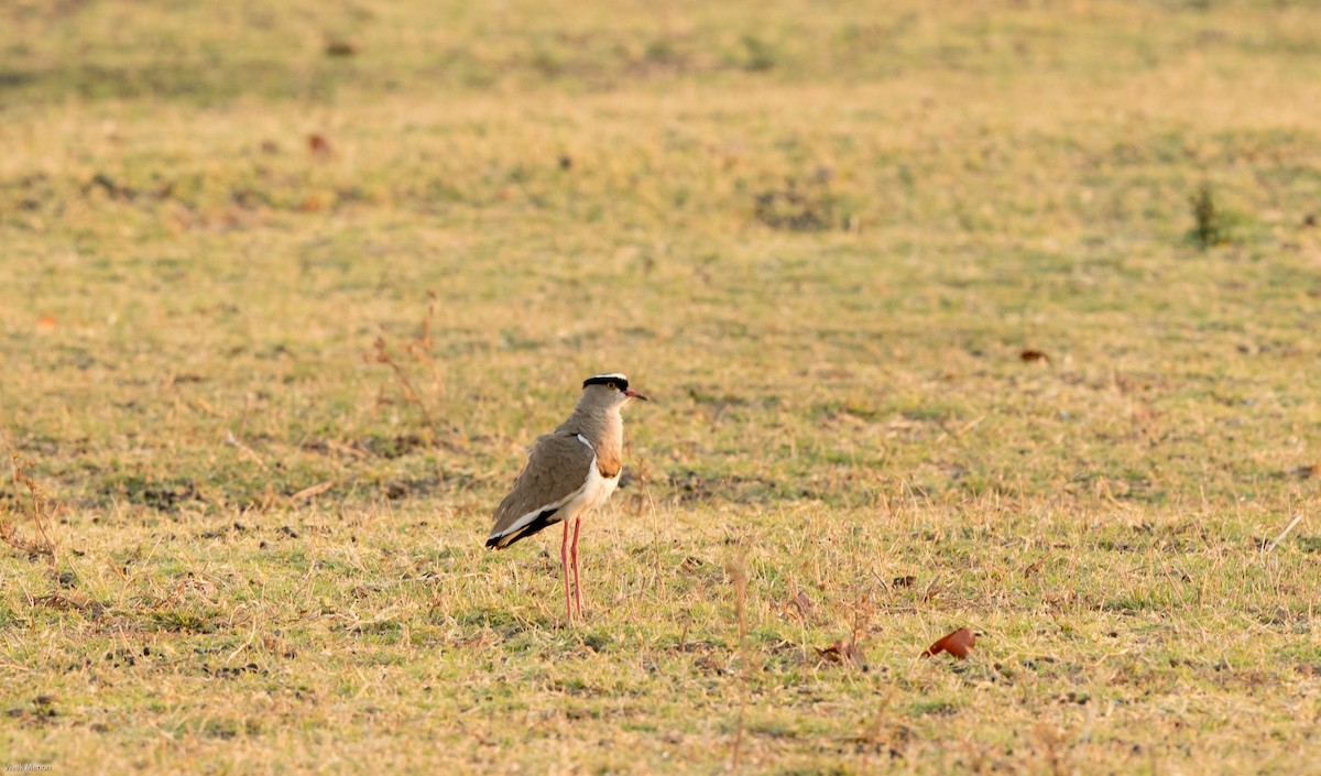 Crowned Lapwing - ML178161441